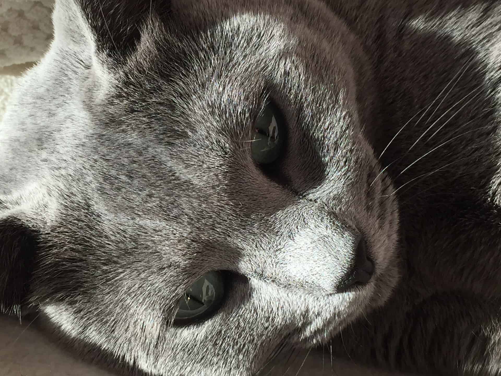 A close up of a Russian Blue with its emerald green eyes