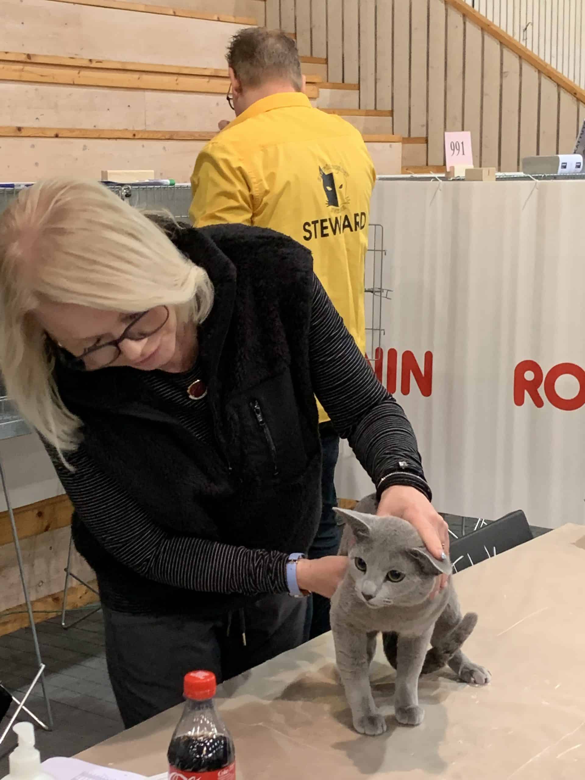 En Russian Blue-katt undersöks av en kvinnlig kattdomare vid ett bedömningsbord.