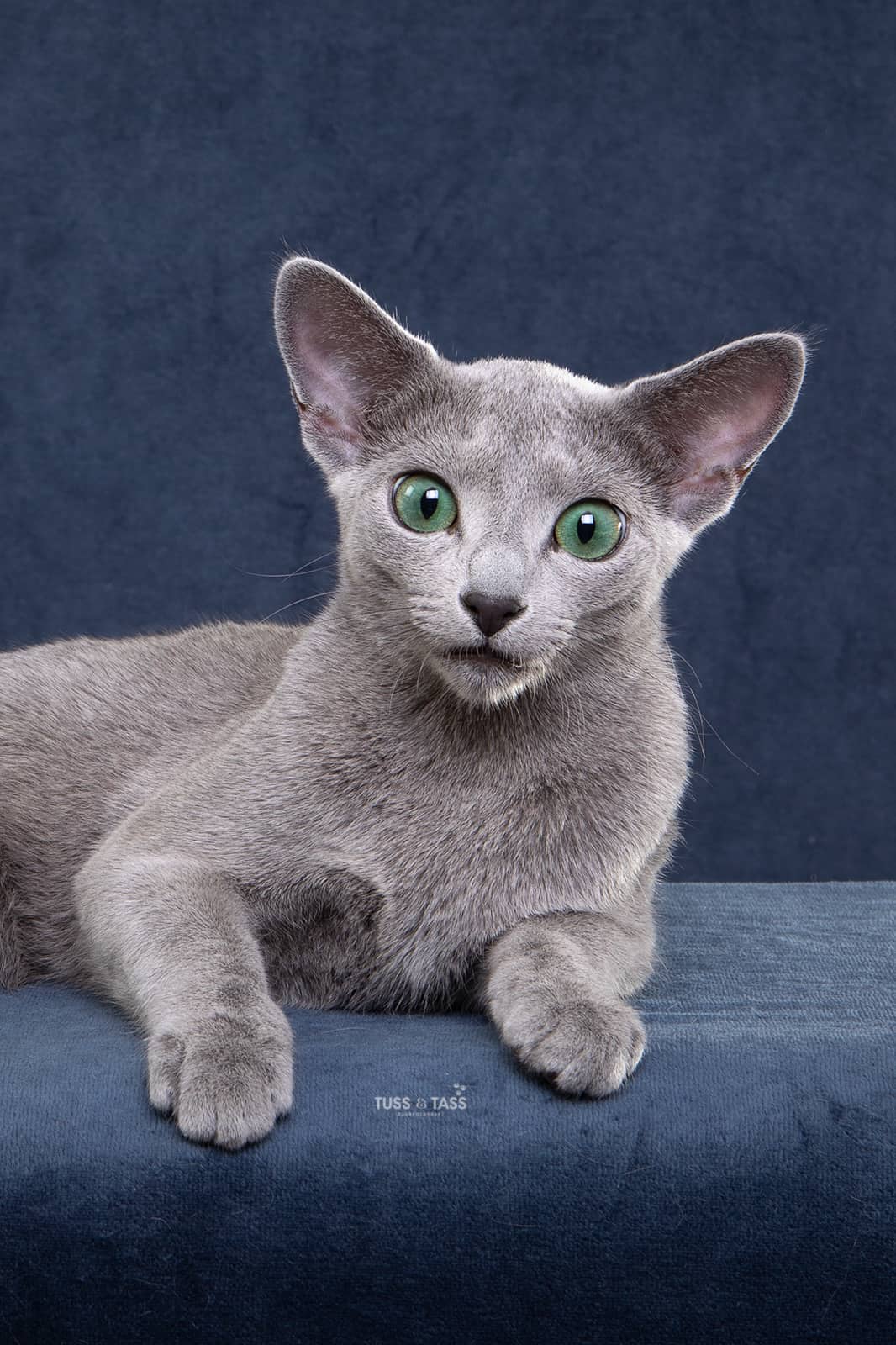 Liggande Russian Blue kattunge som tittar in i kameran med smaragdgröna ögon och stora öron på en blå filt med en blå bakgrundsfond,