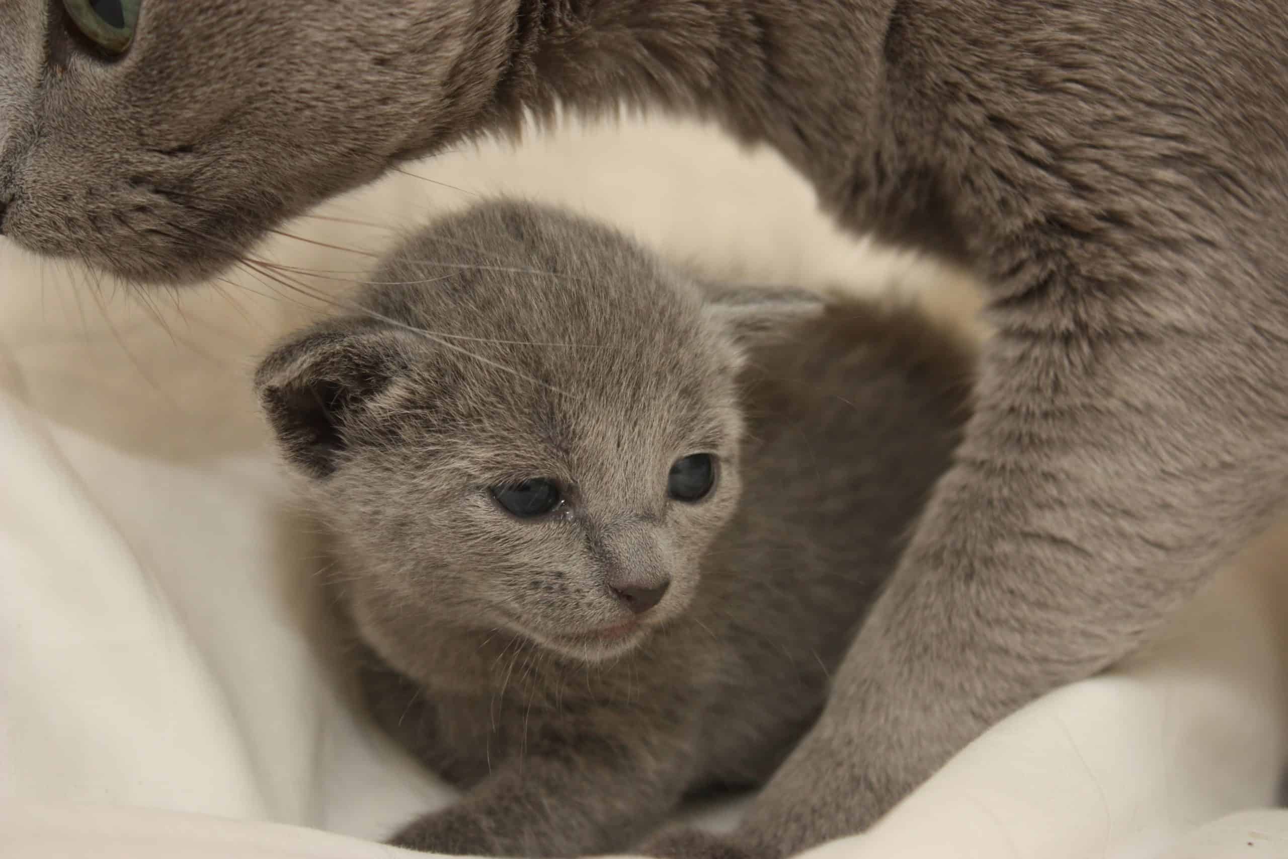 Russian Blue-kattunge från Ärkeängelns uppfödning ligger på en vit filt med sin mamma i bakgrunden