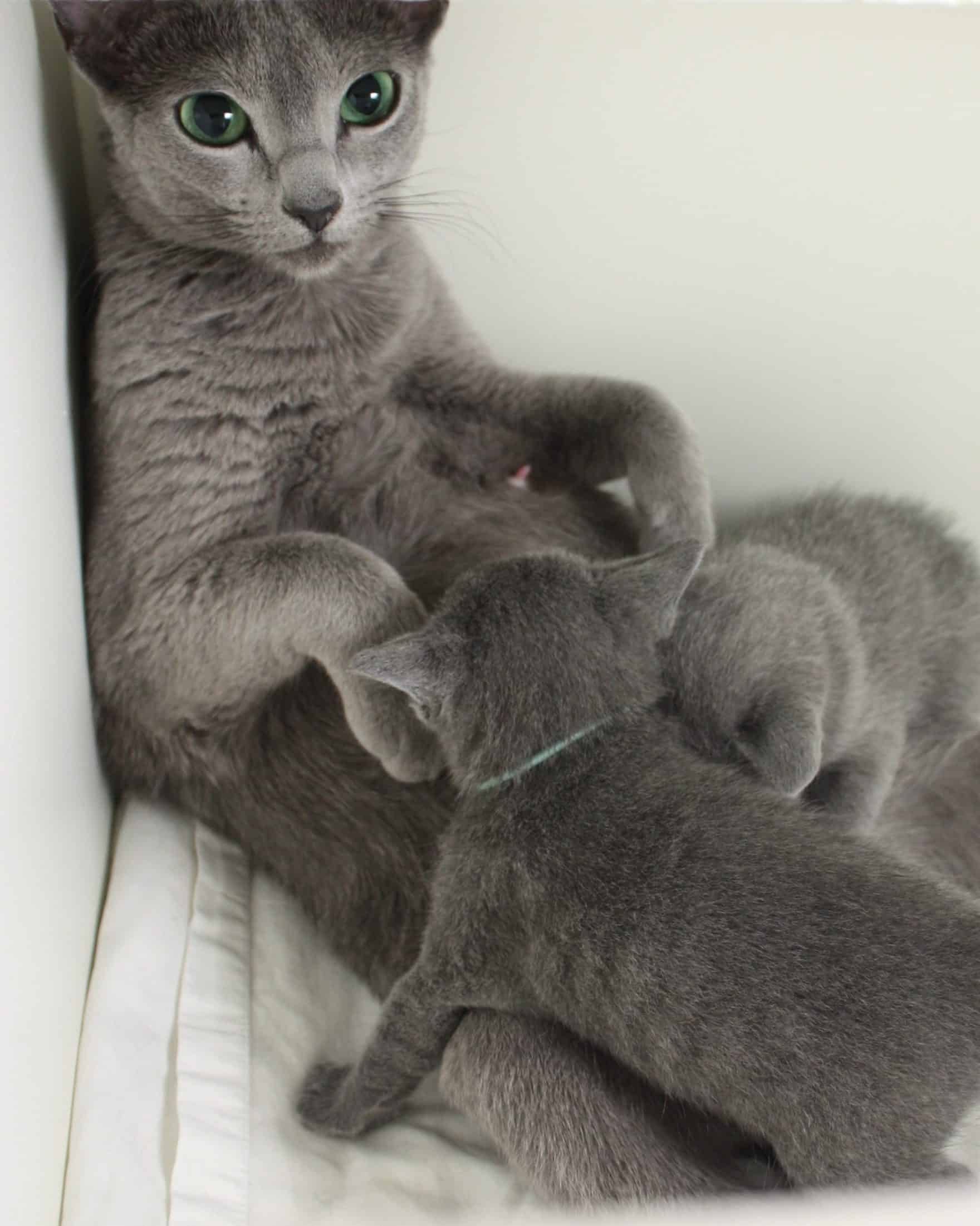 En Russian Blue-hona halvligger på rygg med en vit filt under sig. Två av hennes kattungar ammar på henne. Man ser magen och hennes tuttar.