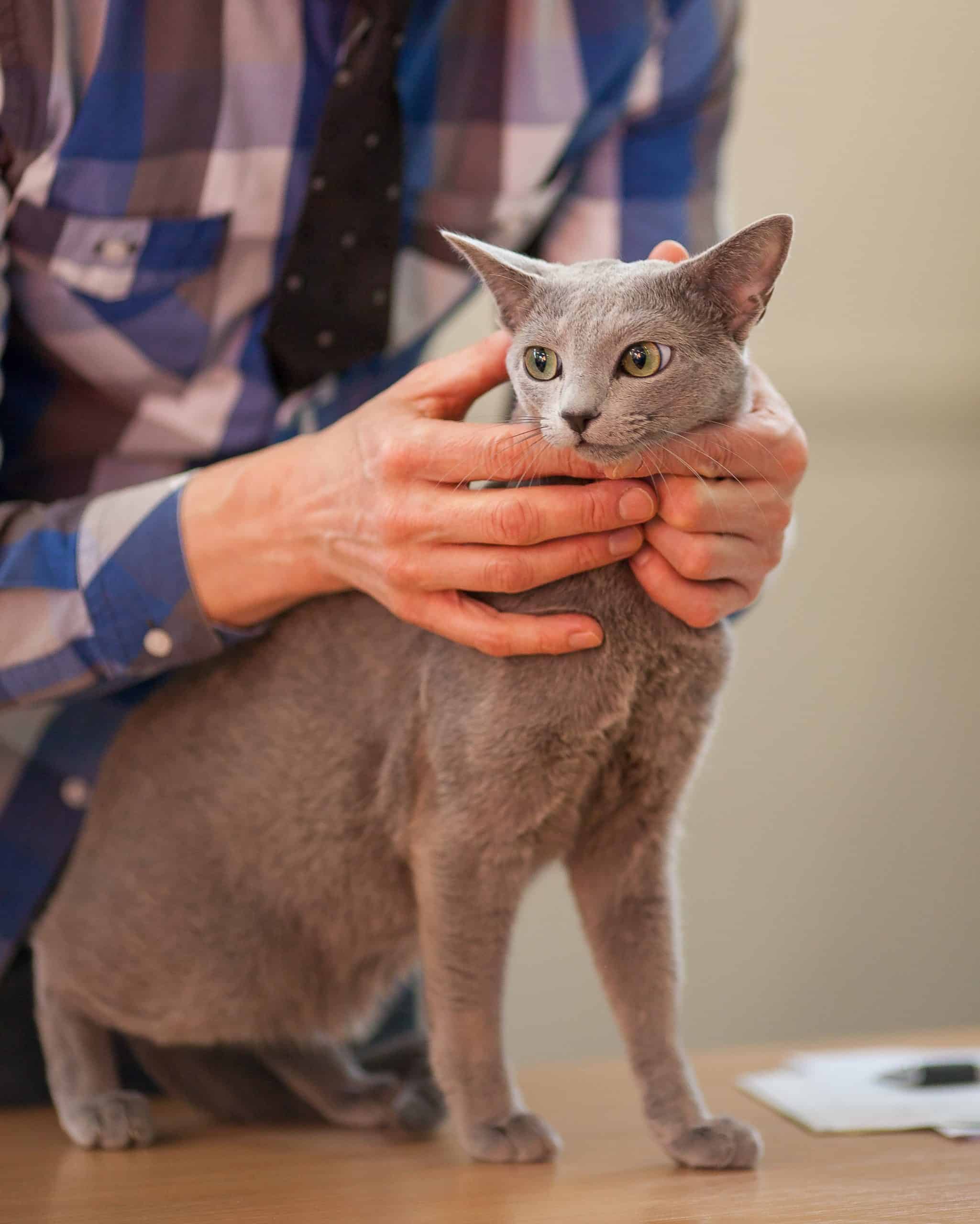 En kattdomare känner på en Russian Blue som halvsitter på ett domarbord