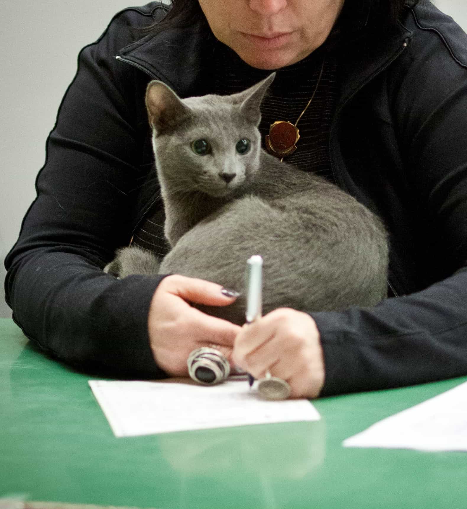 En utställningsdomare sittandes vid ett bord håller en sittande Russian Blue-katt i sin famn samtidigt som hon skriver en bedömningssedel för katten.