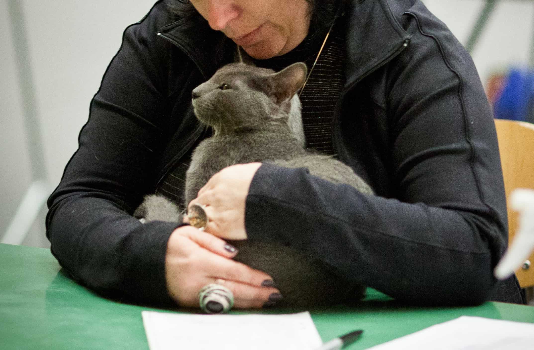 Molotovs Russian Blue Hunky Dory on a cat show