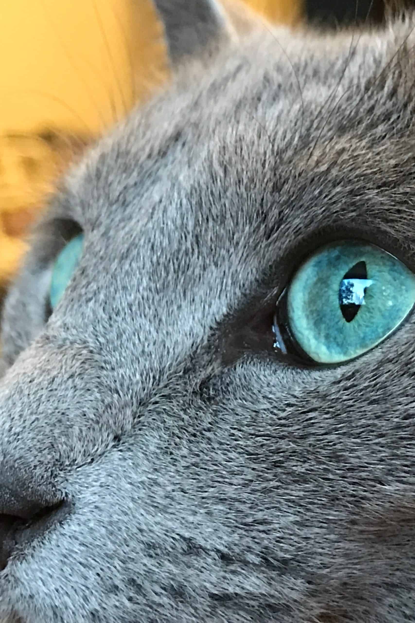 En Russian Blue-katt vars huvud på bilden är i kraftig närbild och kattens smaragdgröna ögon syns tydligt. Bakgrunden är orangegul.