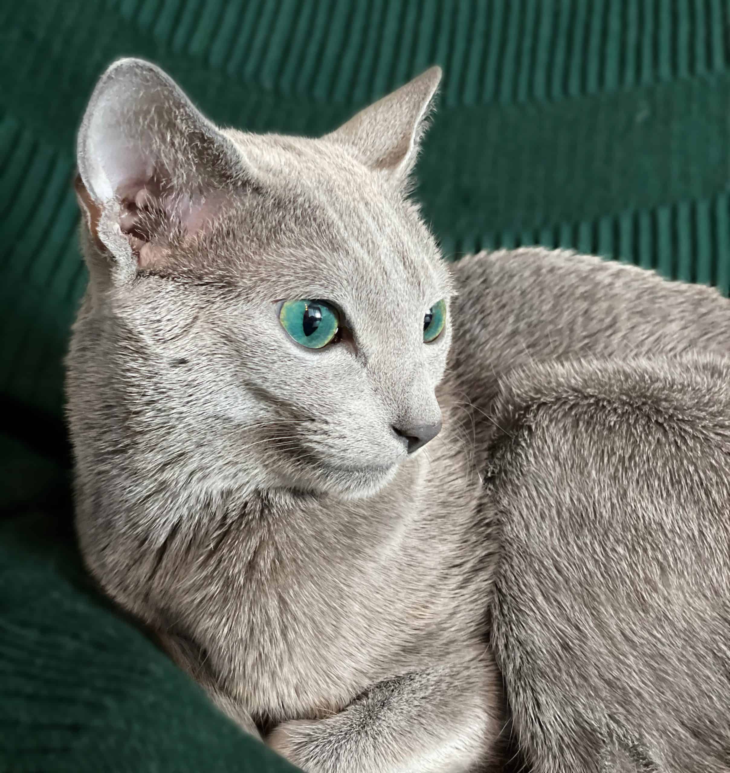 En Russian Blue-katt ligger på ett mörkgrönt överkast som lyfter fram kattens riktigt gröna ögon.