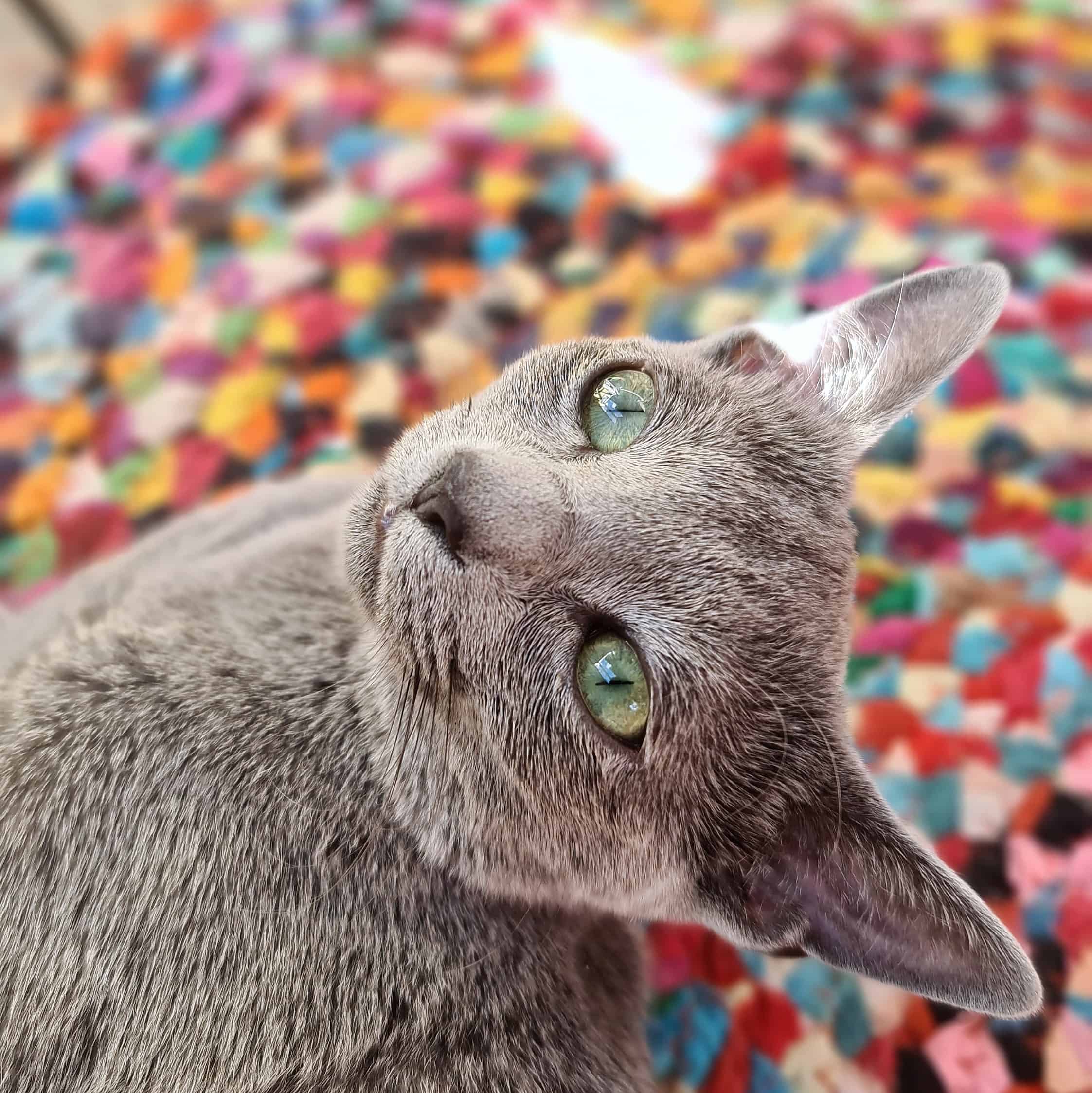 En russian blue tittar uppåt och endast överkroppen syns tillsammans med huvudet. Bakom katten är ett mycket färgrikt täcke som ser ut som flerfärgade prickar. 