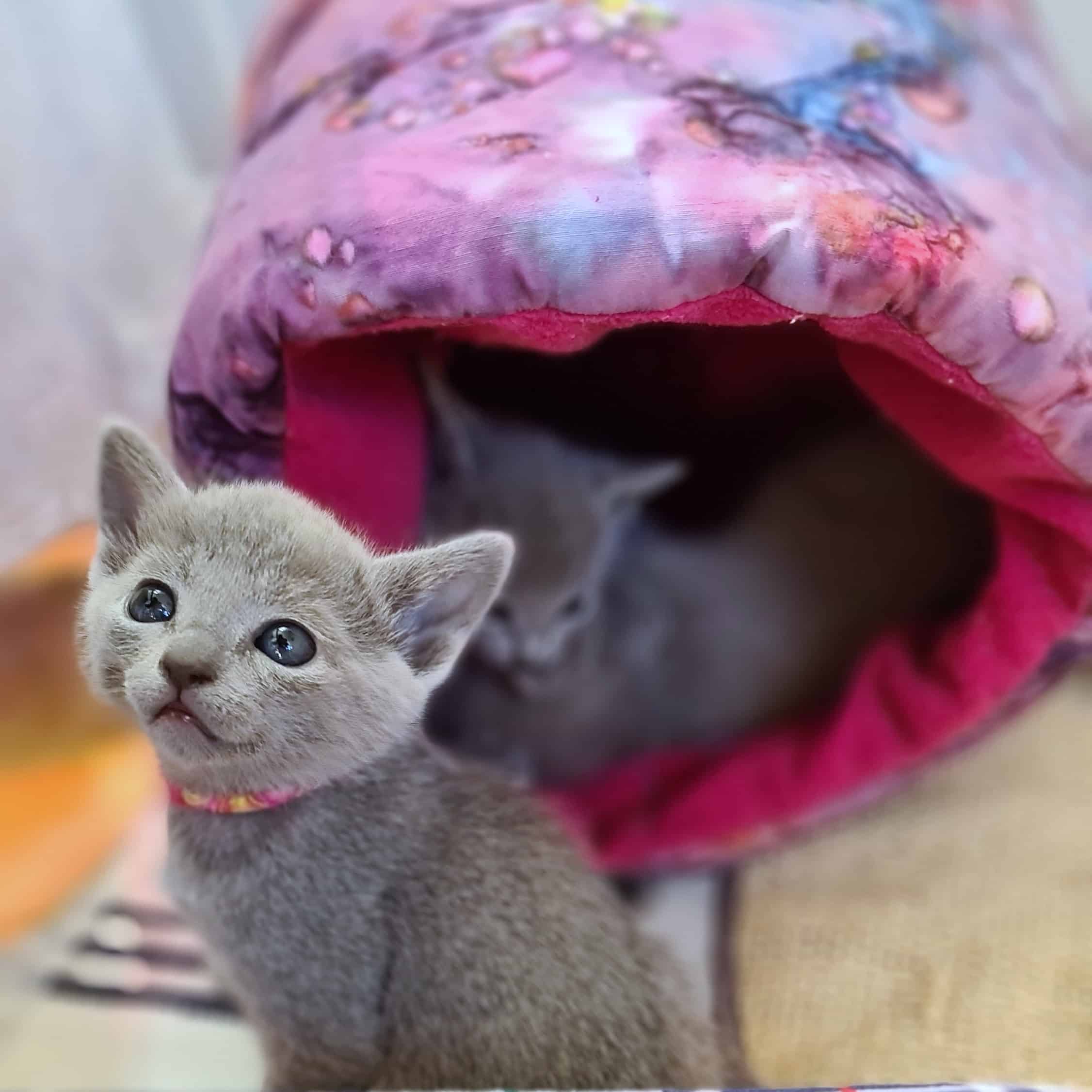 Russian Blue kattunge framför rosa lektunnel