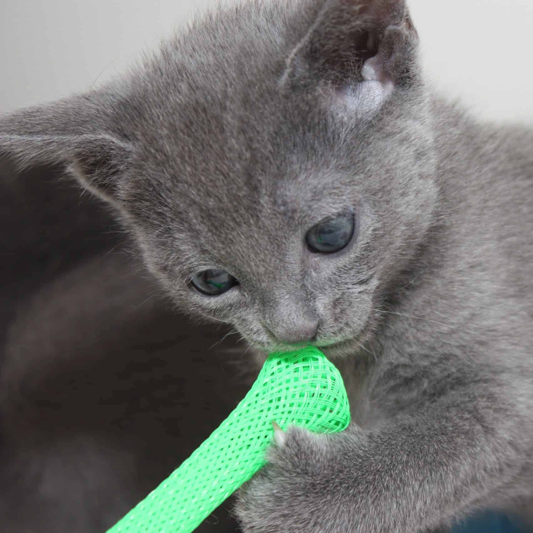 En Russian Blue kattunge i närbild så att man ser huvudet och ena tassen. Den leker med ett ljusgrönt nätrör som innehåller en glaskula. Kattungen håller nätröret med ena tassen och har fört röret till munnen.
