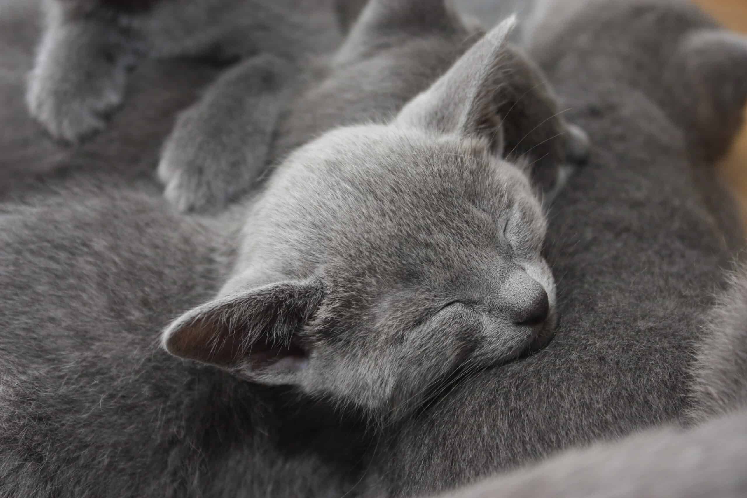 Närbild på huvudet av en sovande Russian Blue-kattunge med öron som tydligt är vinklade utåt sidorna. Kattungen vilar på sin mamma.