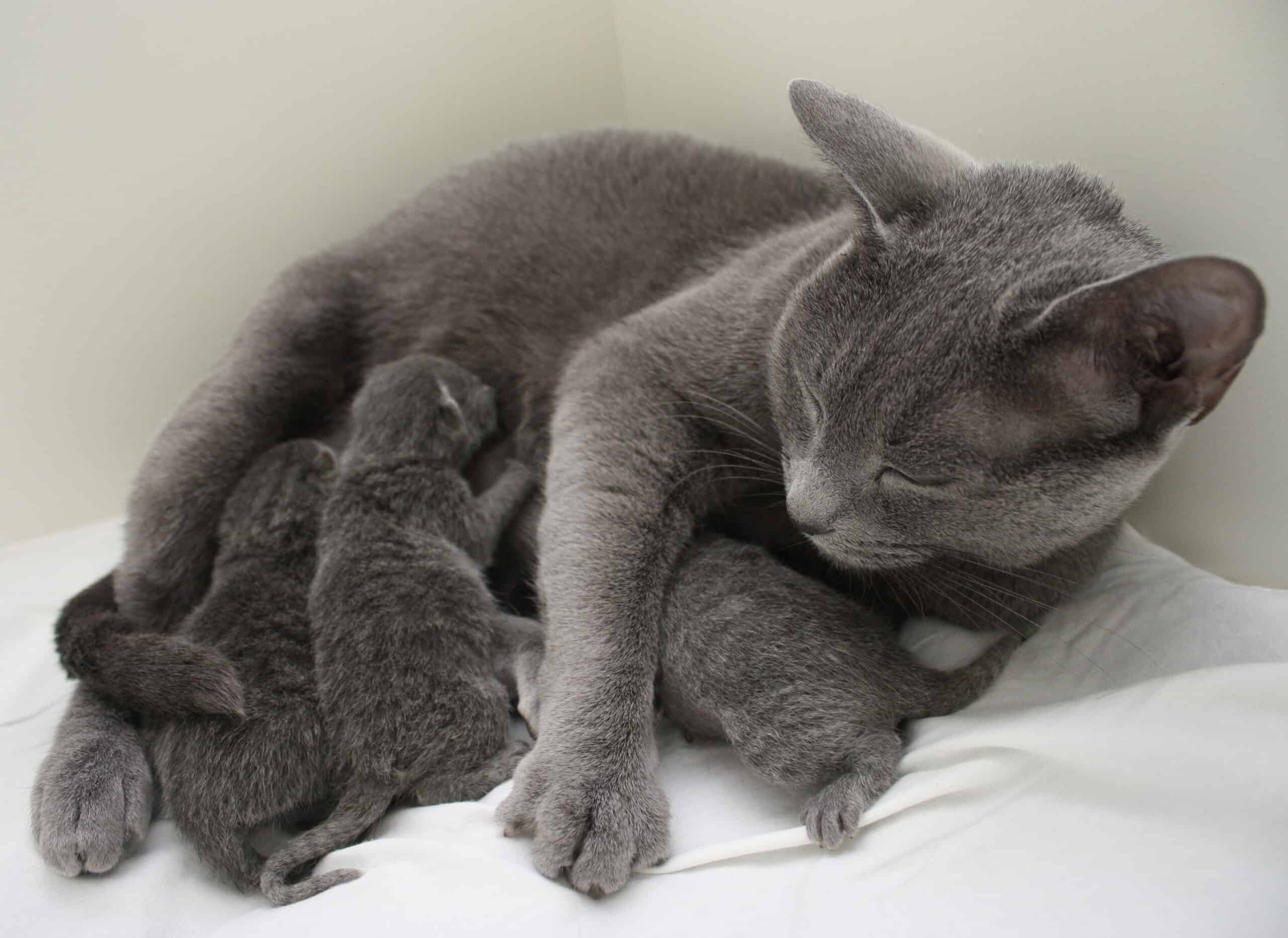 Russian Blue kattmamma ammar sina tre kattungar. Hon ligger på en vit filt.