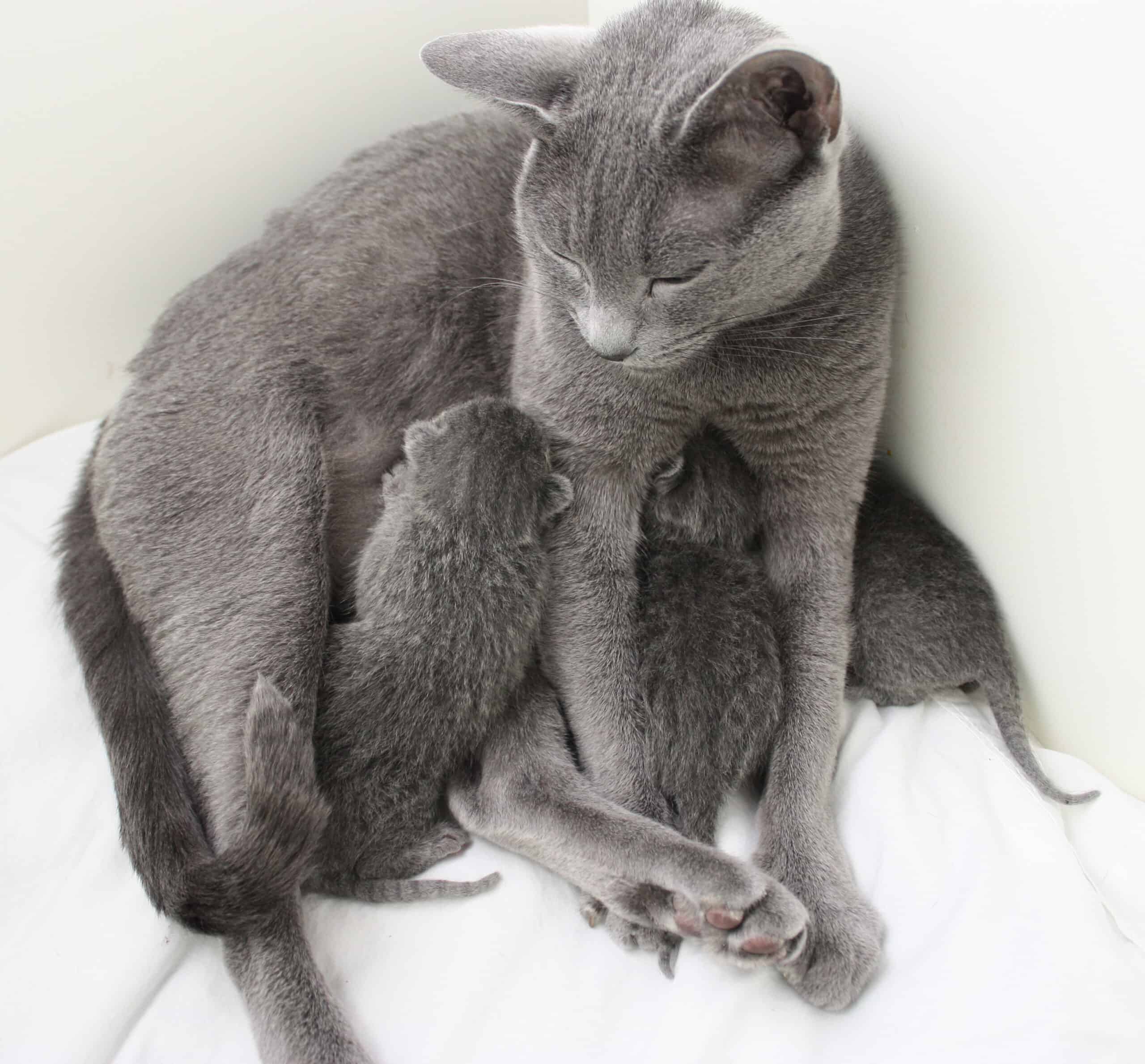 Russian Blue kattungekull med tre kattungar vilar tillsammans med sin  kattmamma på en vit filt. Två av kattungarna ammar.