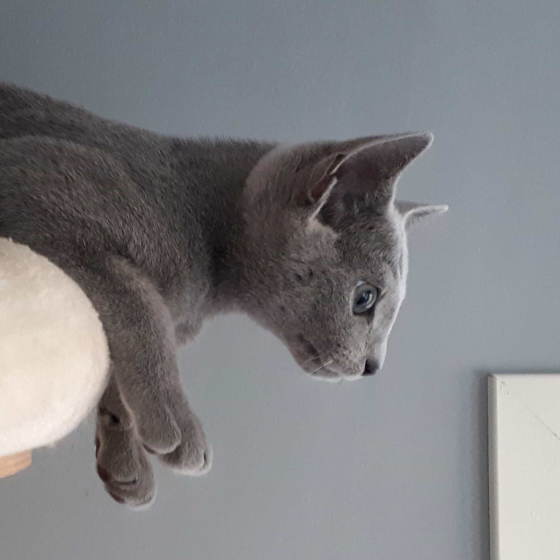 Russian Blue kattunge hänger ut med framtassarna, huvudet och överkroppen från ett benvitt katt-träd. Kattungen syns i profil och den tittar snett nedåt. Väggen bakom är grå, men i en ljusare nyans än den grå kattungen.