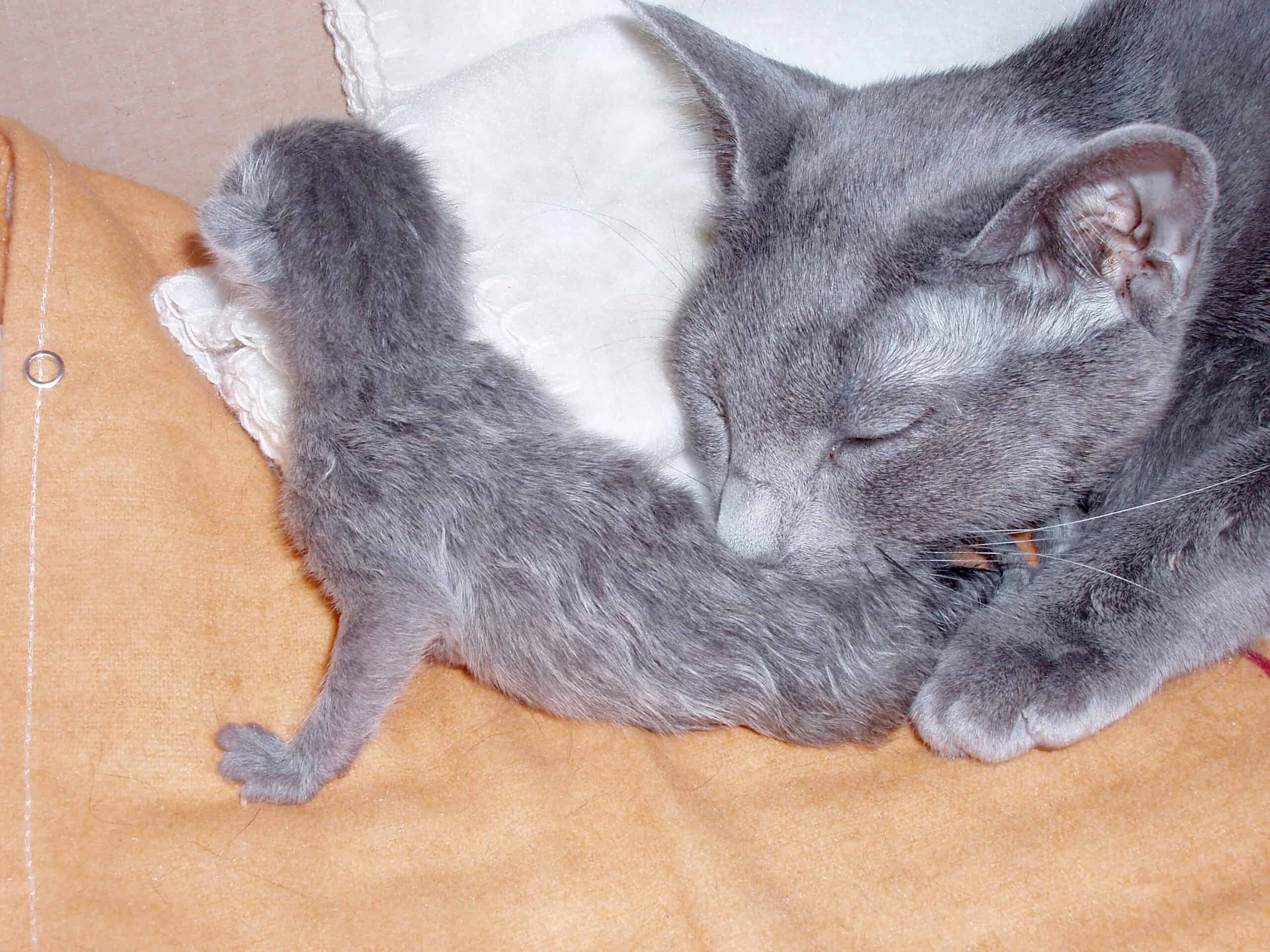 Russian Blue kattmamma slickar sin kattunge. Man ser kattmammans huvud och framtassar när hon böjt sig ned för att slicka en liggande kattunge på nedre delen av ryggen. De är på ett ljust trägolv.
