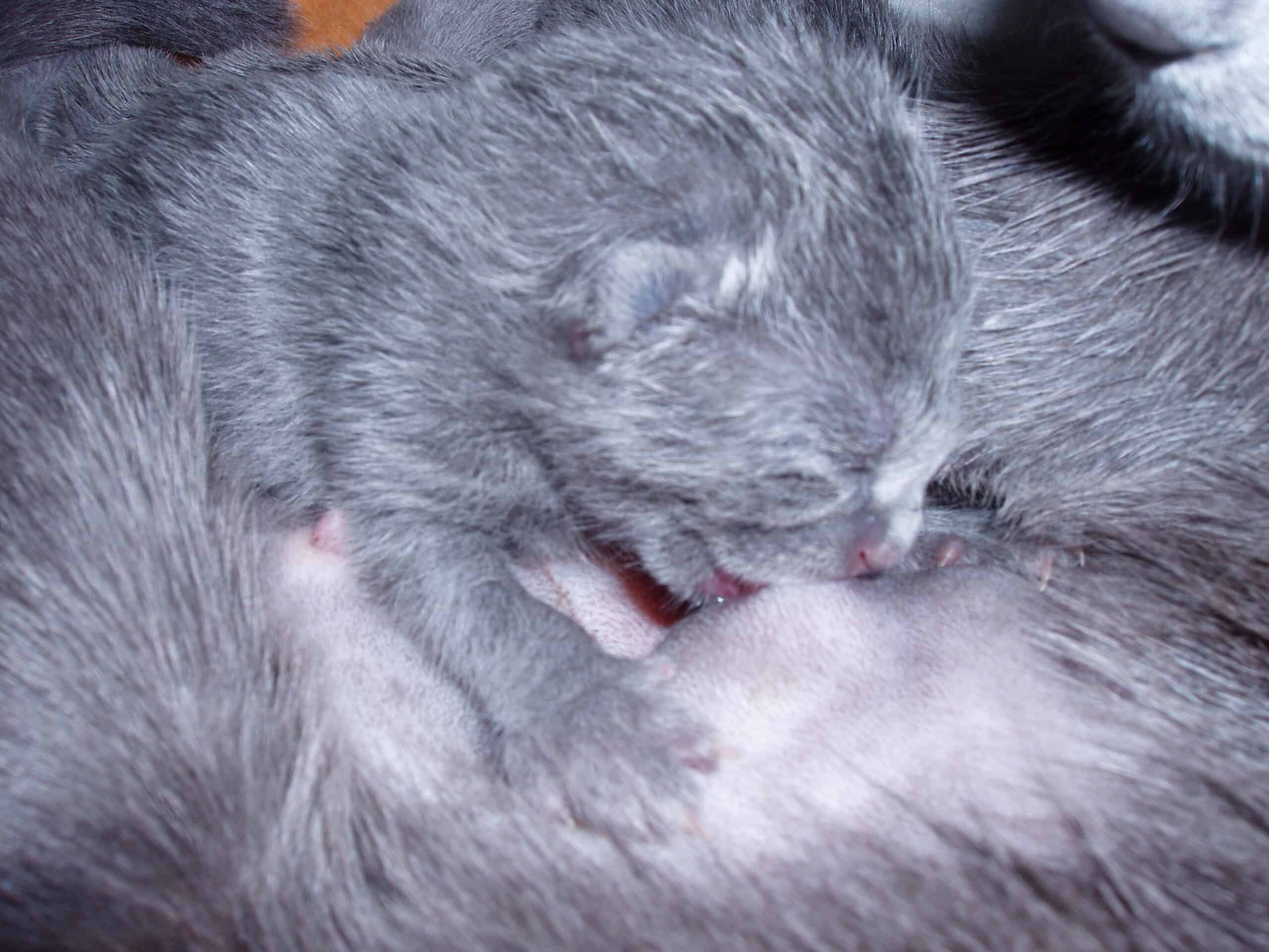 En närbild på en kattunge som ammar sin mamma. Kattungen är nyfödd och dess ögon är fortfarande stängda.