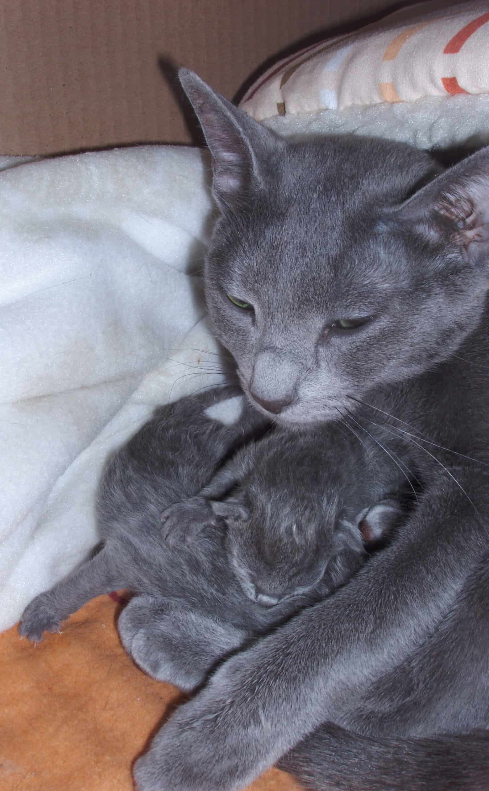 Russian Blue kattmamma med en nyfödd kattunge i famnen. Man ser huvudet och delar av överkroppen på kattmamman vars kattunge ligger runt framtassarna. Katterna ligger på en orange filt med en vit kudde bakom sig.
