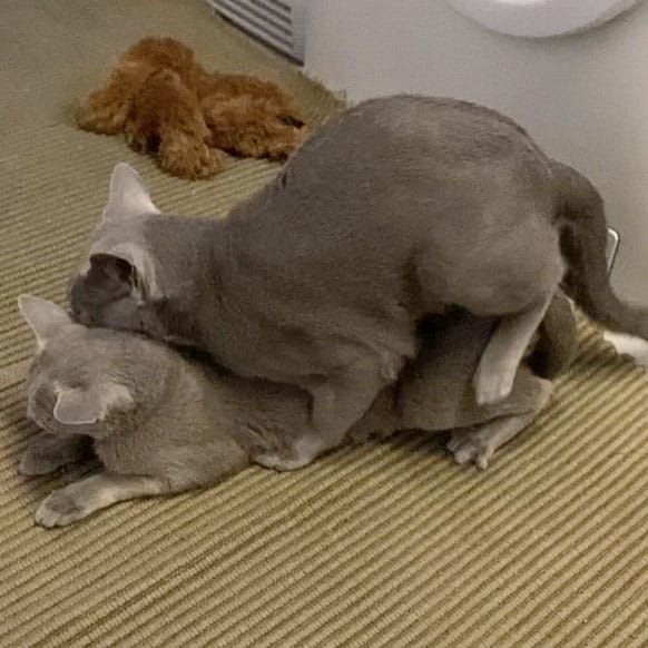 En Russian Blue hankatt parar sig med en Russian Blue hona. Hanen har bitit tag i honans nacke. De båda ligger på en brunbeige ripsmatta.. I bakgrunden ligger en brun leksakshund.