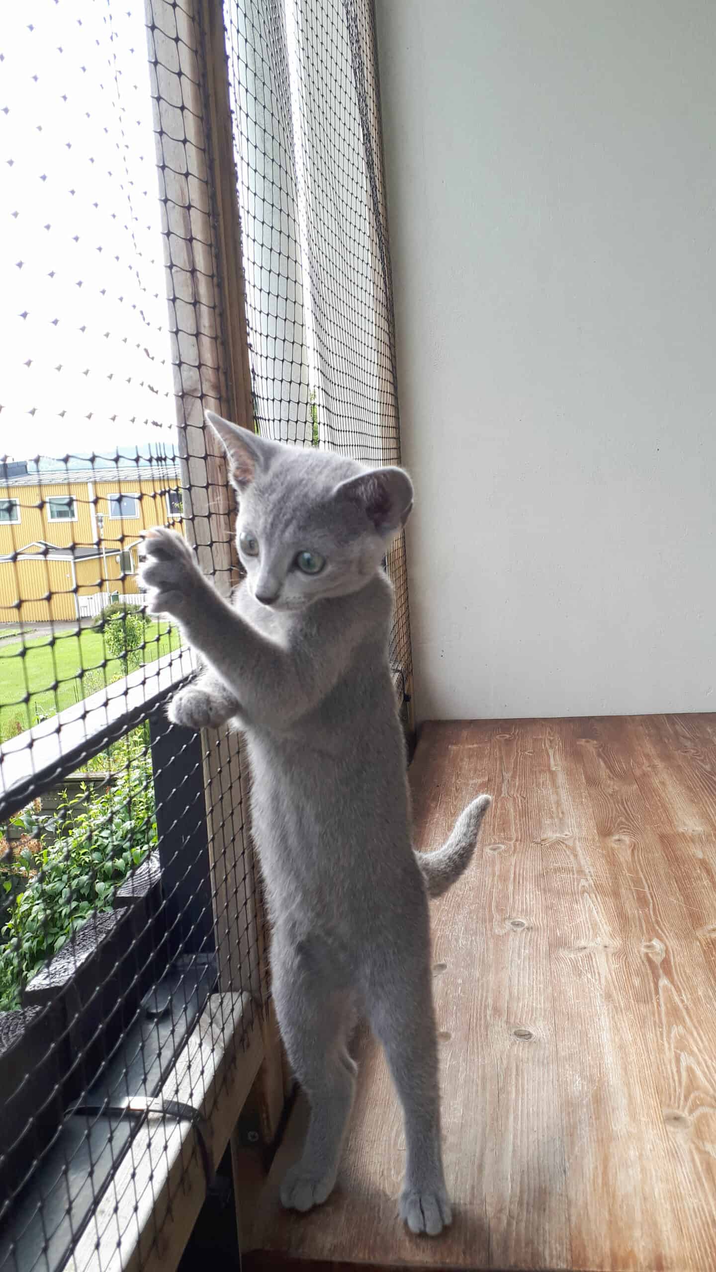 Kattunge står på två ben och håller i nätet på en innätad balkong och tittar ut.