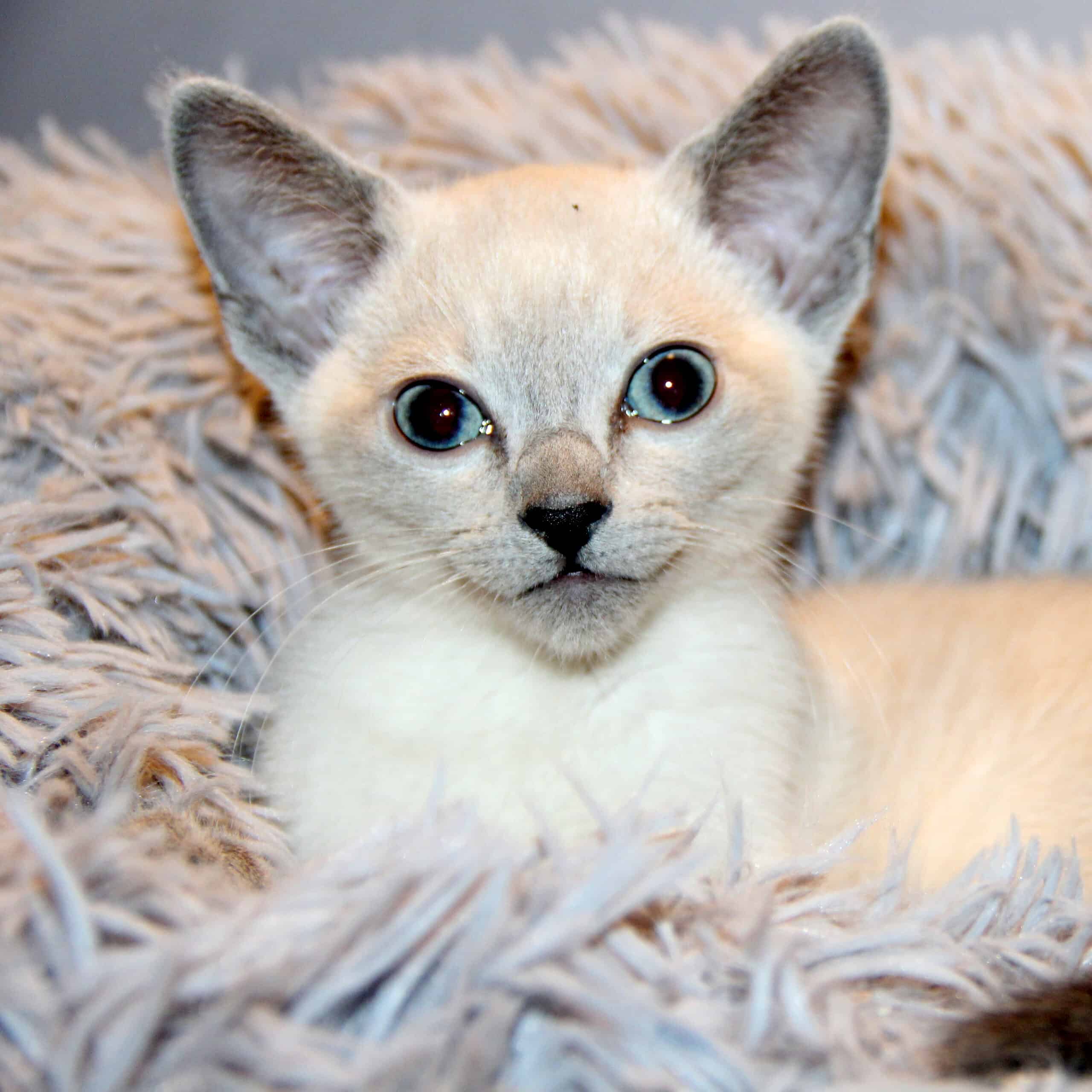 En blåmaskad, colorpoint, (vit) Russian Blue kattunge med blå ögon. Öronen är svagt grå och pälsen är benvit. Kattungen igger på ett rosa fluffigt tyg med långa trådar och man ser bara överkroppen och huvudet.