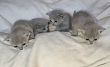 Fyra rysskattungar på en vit filt