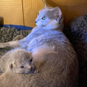 Russian Blue hona med kattunge