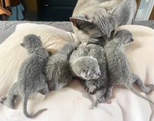 Rebella med fem kattungar, Russian blue