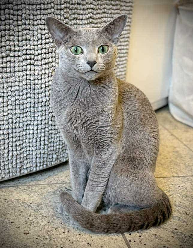 Bruce_ Russian blue