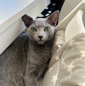 Bruce, Russian blue