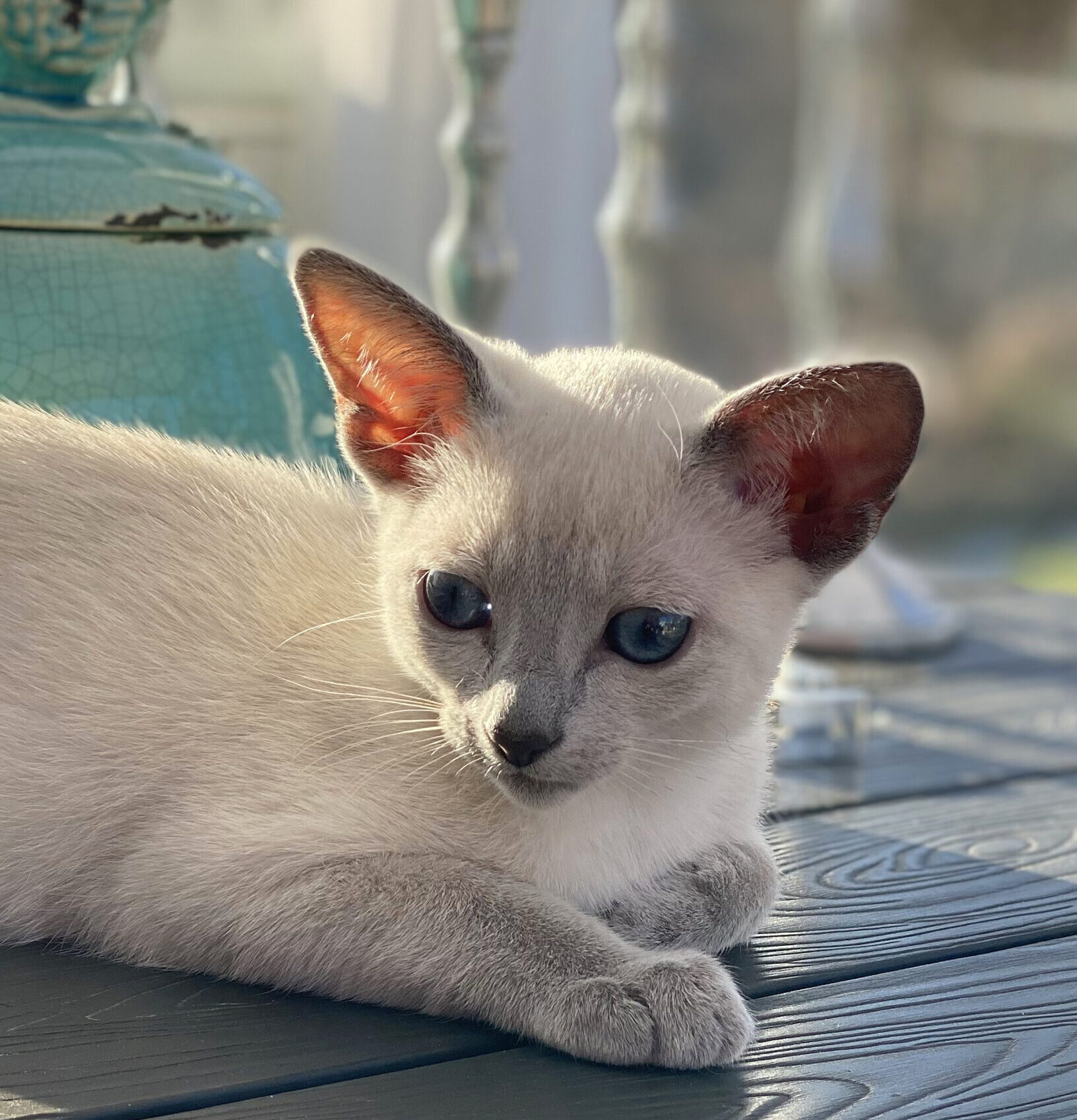 Blamaskad-Russian-Blue-SE-Susets-Snowblossom