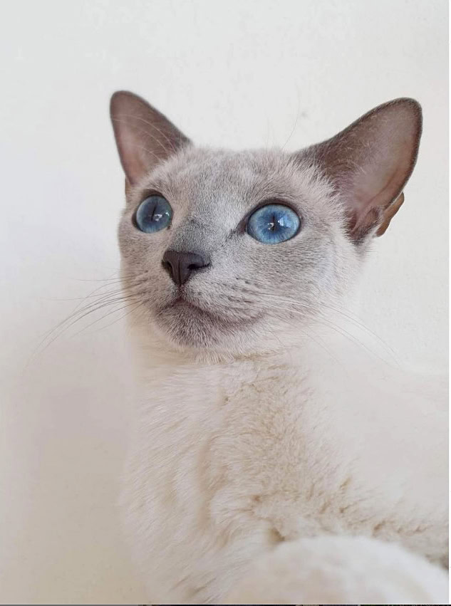 Colorpoint-Russian-Blue_Darling-Desi