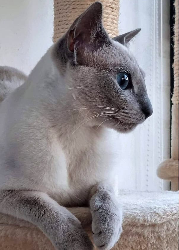 Blåmaskad Russian blue_Darling Dessy