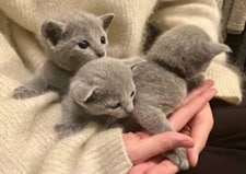 Russian-Blue-kattungar-SE-Susets